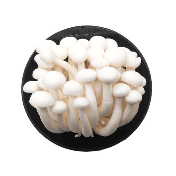Mini Seta Blanca Shemeji
